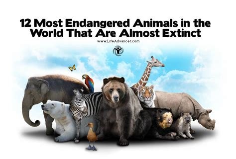 A World Of Endangered Animals 2025 𝚆𝚊𝚝𝚌𝚑 On Multiple Devices
